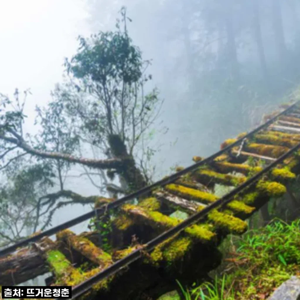 대만 타이핑산 일일투어 체험기: 젠칭화이구 트레일과 지우즈저 온천 완전 정복
