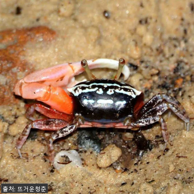 싱가포르 첵 자와 보드워크 프라이빗 관련 이미지 1