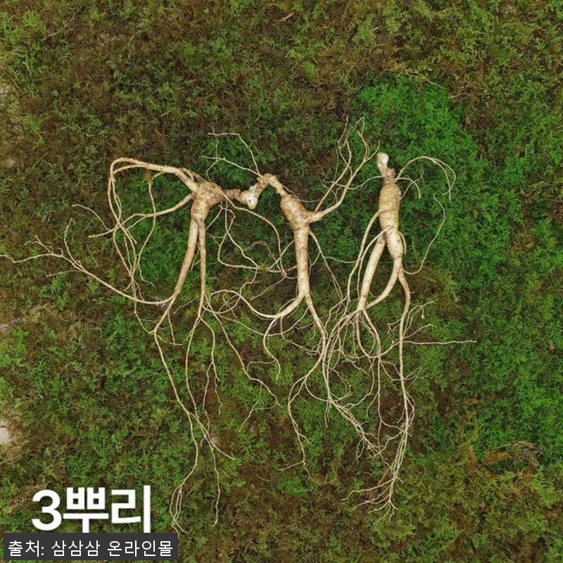 7,8년근 최상품 3뿌리 산양산삼 사용후기와 선물 추천 6 7,8년근 최상품 3뿌리 산양산삼 사 관련 이미지 1