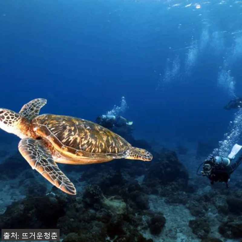 대만 뤼다오 그린 아일랜드 PADI 관련 이미지 1