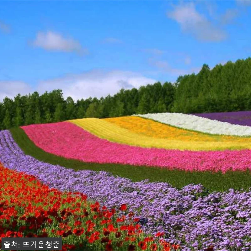 홋카이도 일일 투어｜삿포로 시내 및 관련 이미지 1