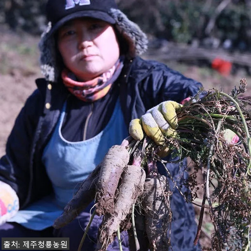 제주산 자색당근즙 (75포) 사용 후 관련 이미지 1