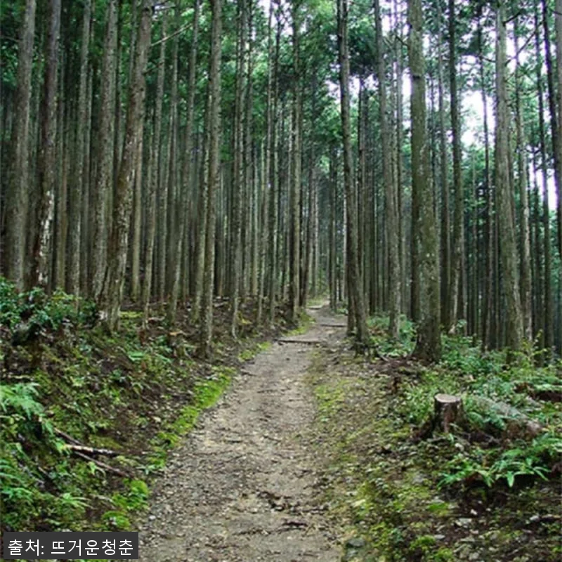 일본 와카야마 구마노코도 2일 워킹투 관련 이미지 2