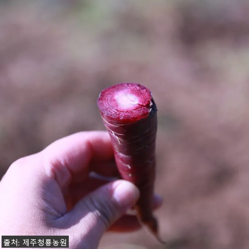 제주산 자색당근즙 (75포) 사용 후 관련 이미지 2