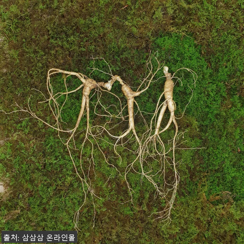 7,8년근 최상품 3뿌리 산양산삼 사용후기와 선물 추천 8 7,8년근 최상품 3뿌리 산양산삼 사 관련 이미지 3