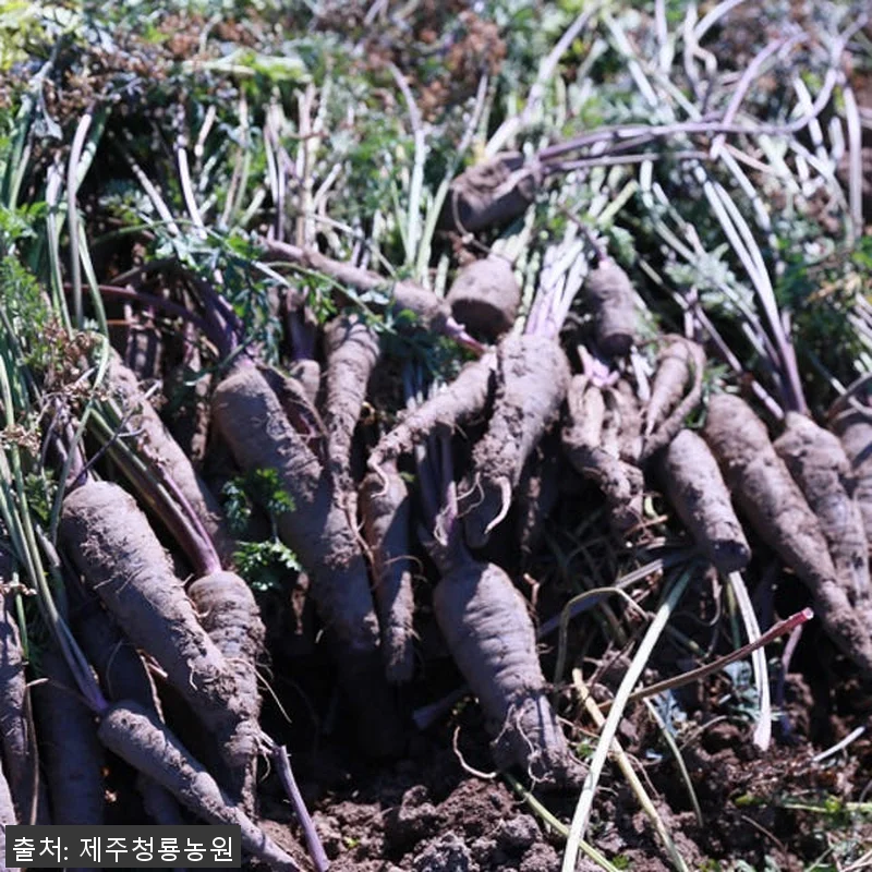 제주산 자색당근즙 (75포) 사용 후 관련 이미지 3