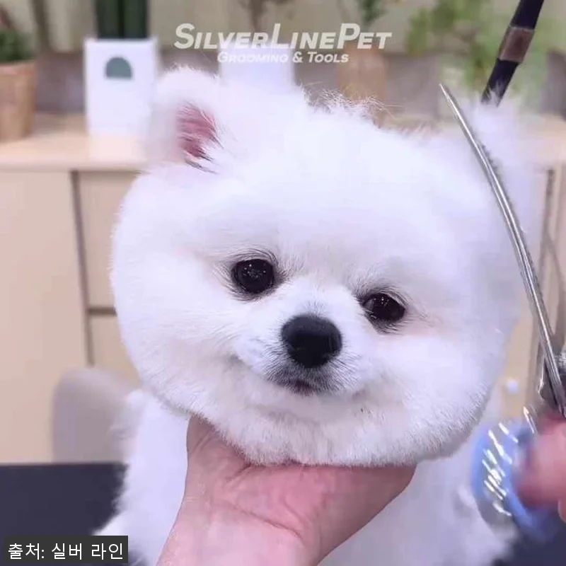 실버라인펫 NACM 국민 커브 요술 관련 이미지 4