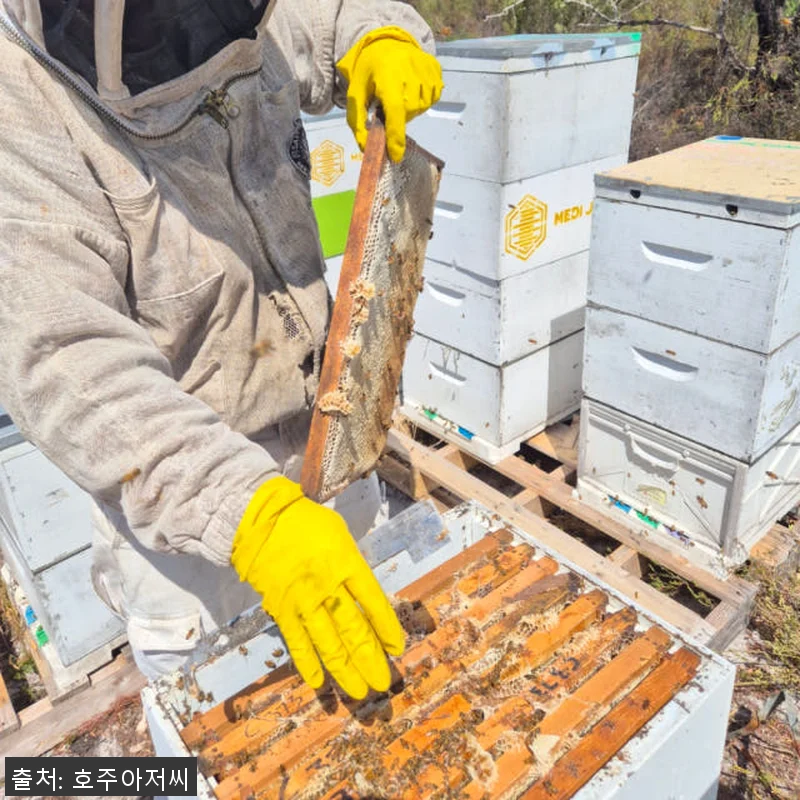 호주아저씨 프리미엄 마누카꿀 MGO6 관련 이미지 5