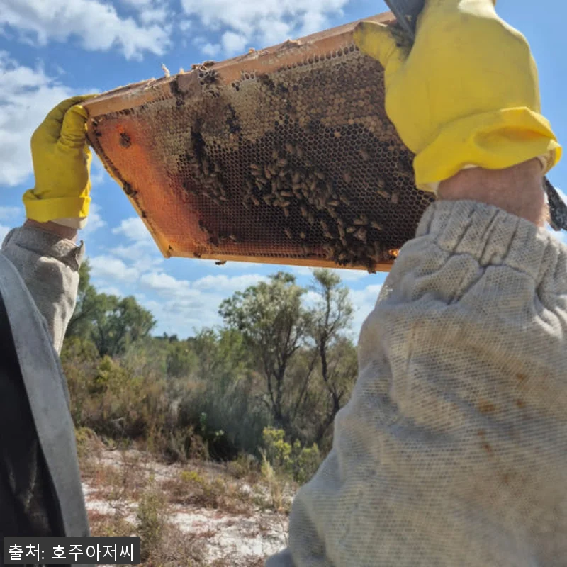 호주아저씨 프리미엄 마누카꿀 MGO6 관련 이미지 7
