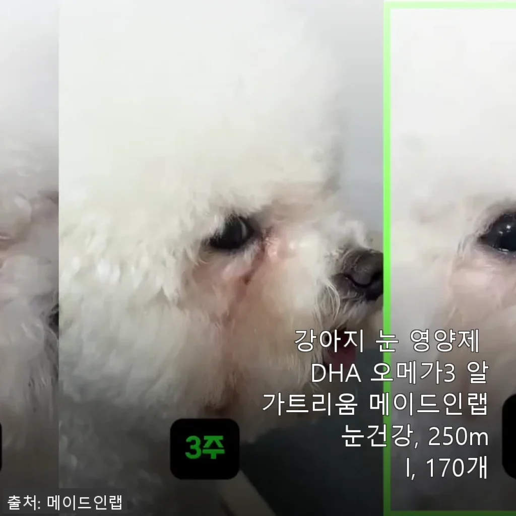 강아지 눈 영양제 DHA 오메가3 알가트리움 메이드인랩 사용후기