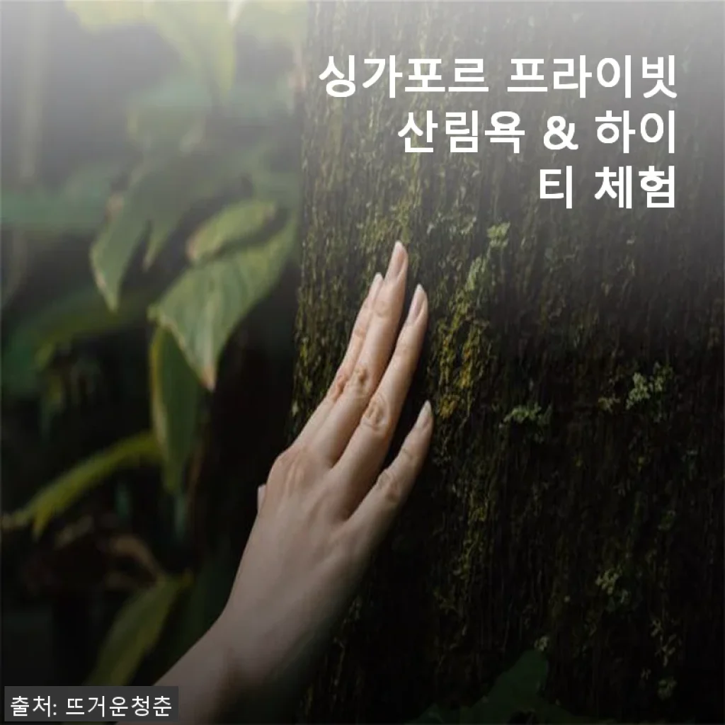 싱가포르 프라이빗 산림욕 & 하이티 체험, 직접 경험해본 생생한 후기