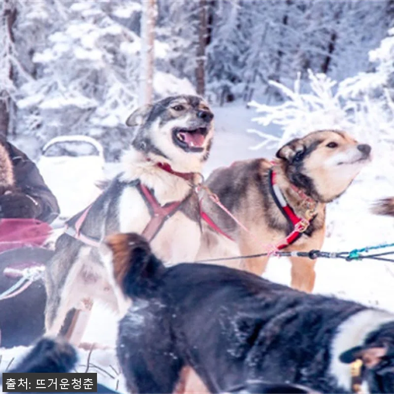 알래스카 페어뱅크스 출발 오로라 & 관련 이미지 1