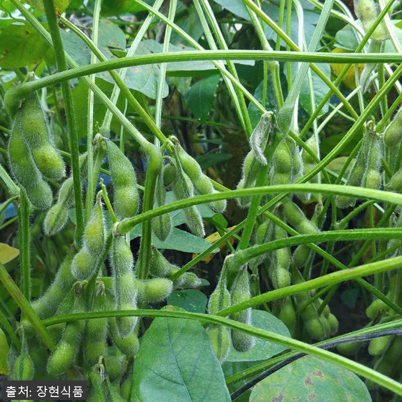 고령 국산 메주 전통 국산콩메주 세트 관련 이미지 3