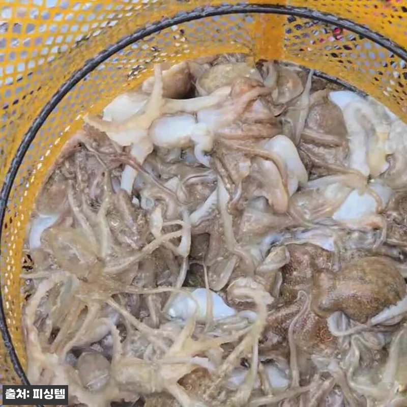 쭈꾸미 가지채비 귀신채비 한치 오모리 갑오징어 낚시 야광 3개입, 시즌 준비용으로 눈여겨볼 이슈템 4 쭈꾸미 가지채비 귀신채비 한치 오모리 관련 이미지 1