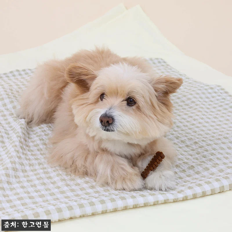 브리젠 굿나잇츄 XS 150g 찐후기 관련 이미지 4