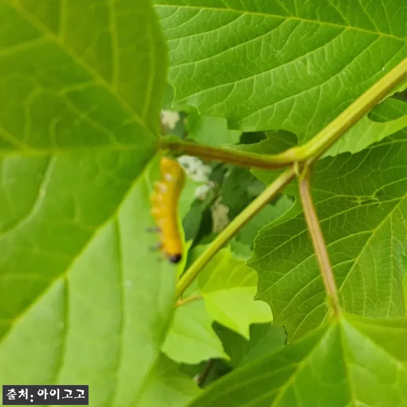 분당율동공원 깨비의숲마을 숲체험, 가 관련 이미지 5