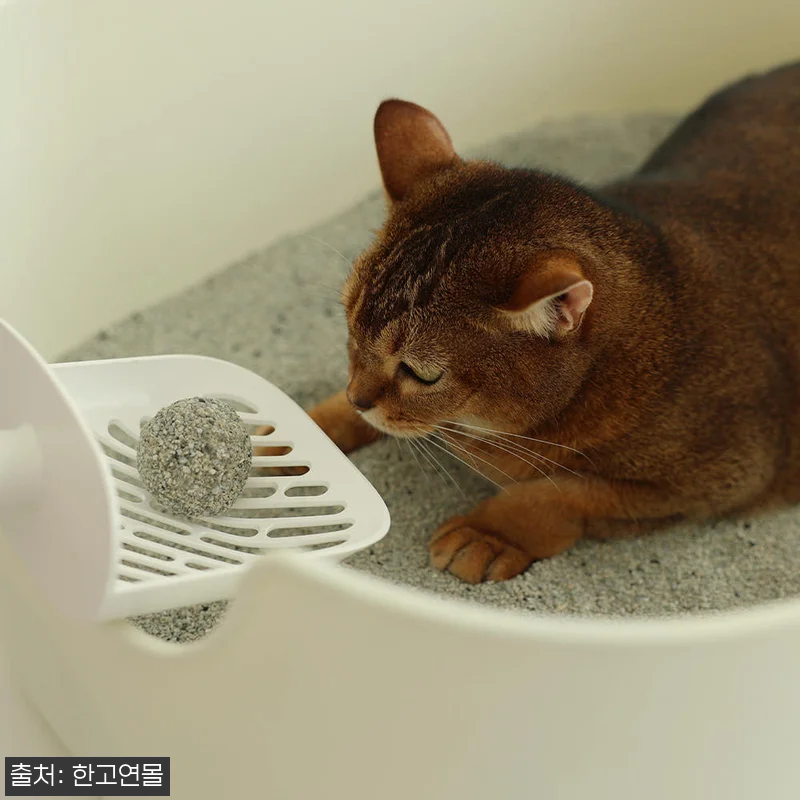 아메리칸솔루션 아이솔레이트 고양이모래 관련 이미지 5