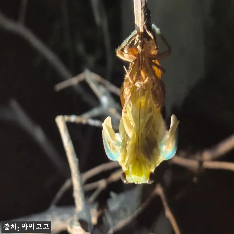 분당율동공원 깨비의숲마을 숲체험, 가 관련 이미지 6